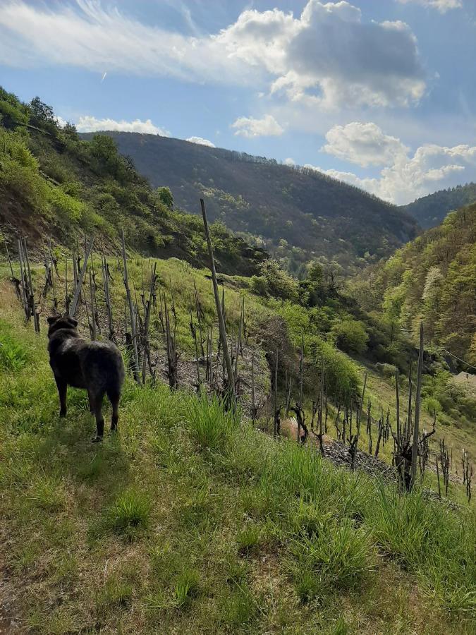 Alkener Elfenhaus Mit Kostenlosen Gaeste Ticket